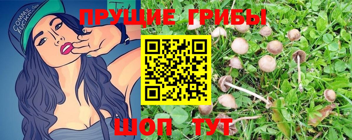 Галлюциногенные грибы Psilocybine cubensis  Великий Устюг 